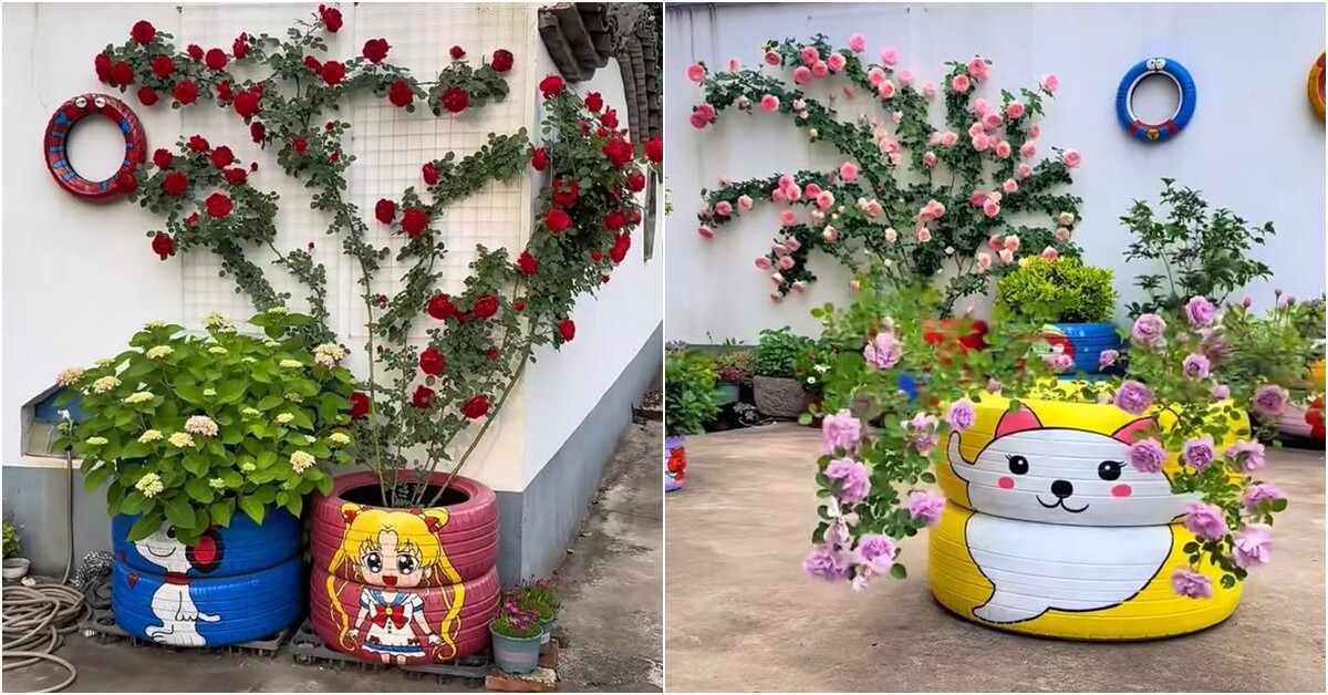 Chàng trai 10X trồng hoa hồng trong lốp xe, vừa dễ thương vừa đẹp rực rỡ, ai nhìn cũng mê
