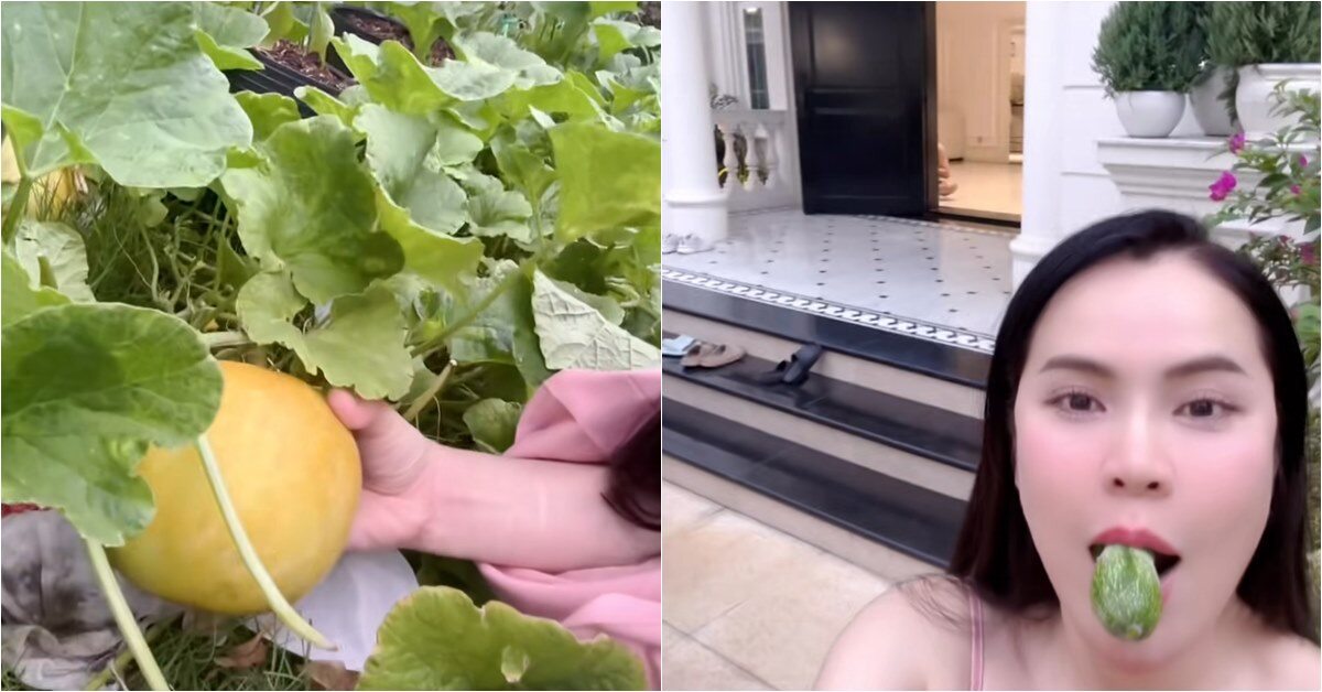 Vợ Hoa hậu của NSƯT Vũ Luân khoe vườn rau "ê hề" trong biệt thự 200 tỷ, ăn dưa ngay tại vườn