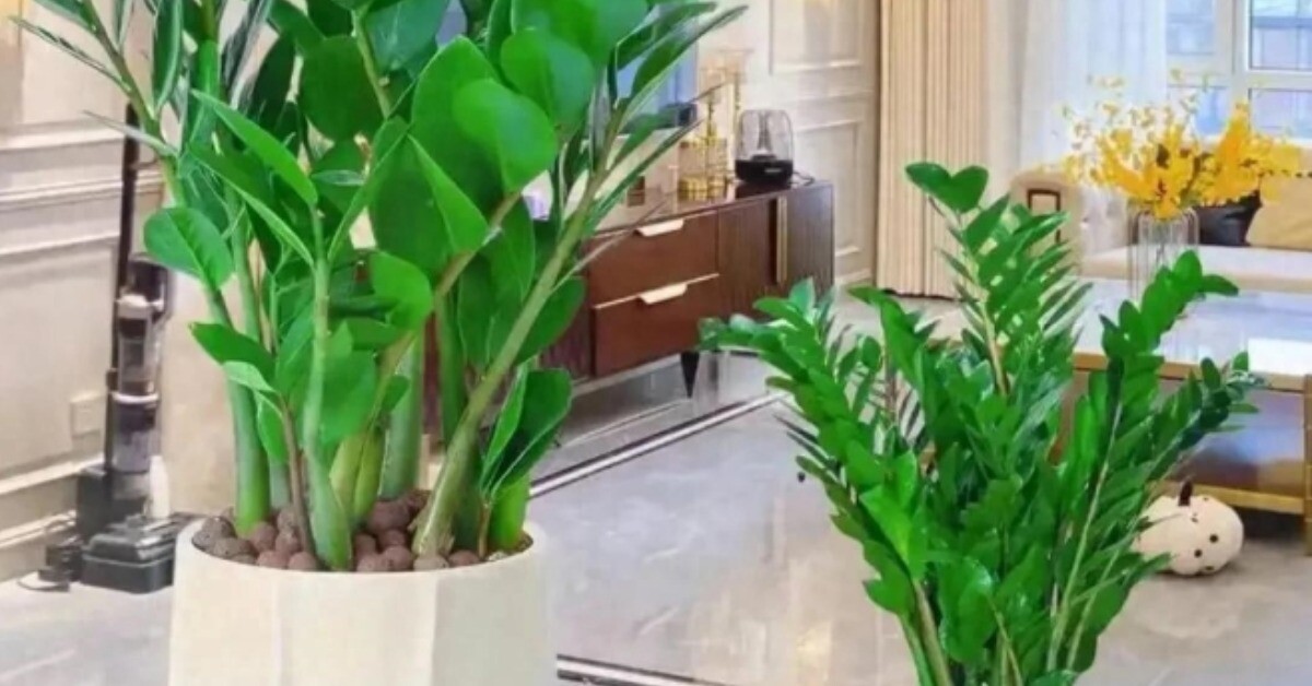 Cây kim tiền rất thích “uống” loại nước này, mỗi tuần một cốc, lá non mọc ào ào, xanh bóng như bôi mỡ