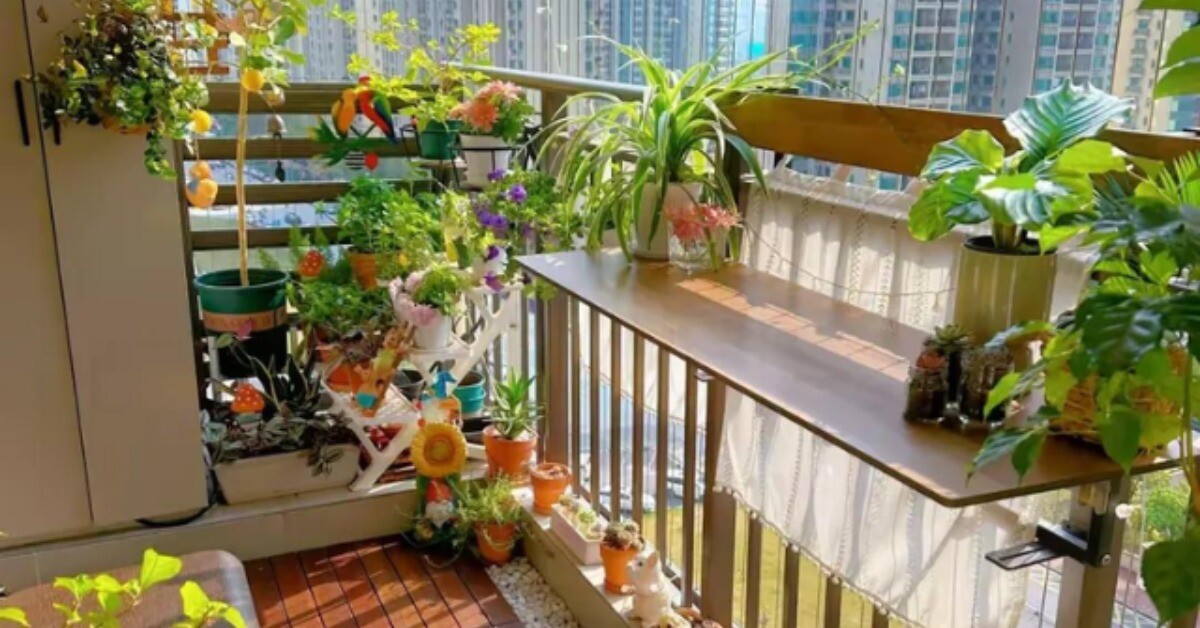 4 "hoa tài lộc" thích hợp cho người lười trồng ở ban công nhà, ít tưới nước cành lá vẫn sum suê