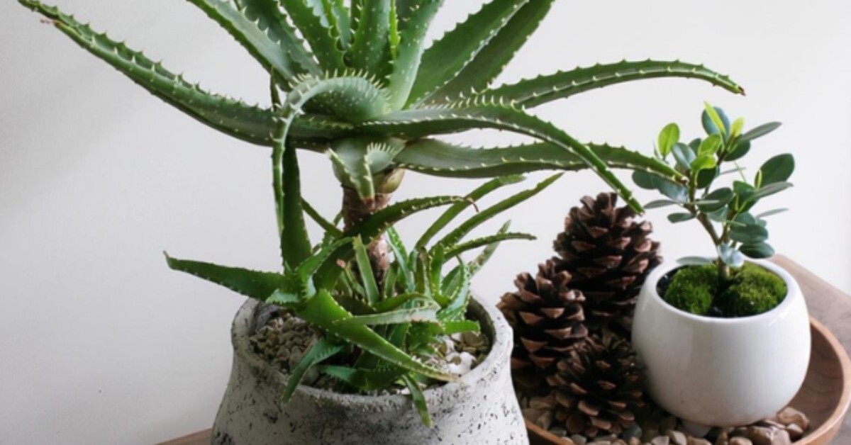 3 loại cây được ví như điều hòa, trồng trong nhà mỗi tháng gia chủ giảm hẳn 50% hoá đơn tiền điện