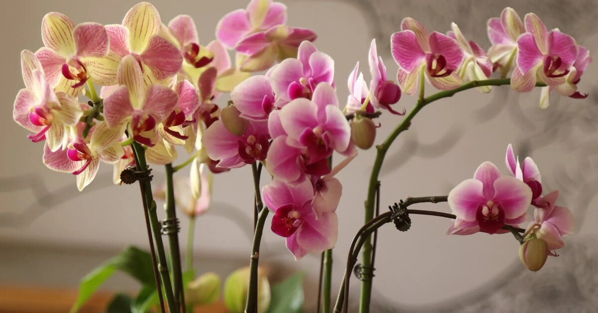 Mùa hè chăm lan hồ điệp theo 6 quy tắc này, cây liên tục mọc lá mới, thậm chí trổ bông khoe sắc