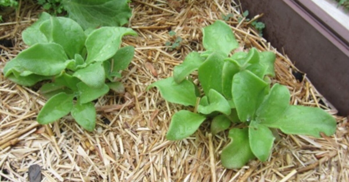 Rau kim cương từng mọc hoang giờ thành đặc sản giá 120.000 đồng/kg, chống oxy hóa cực tốt, trồng 2 tháng cho thu hoạch