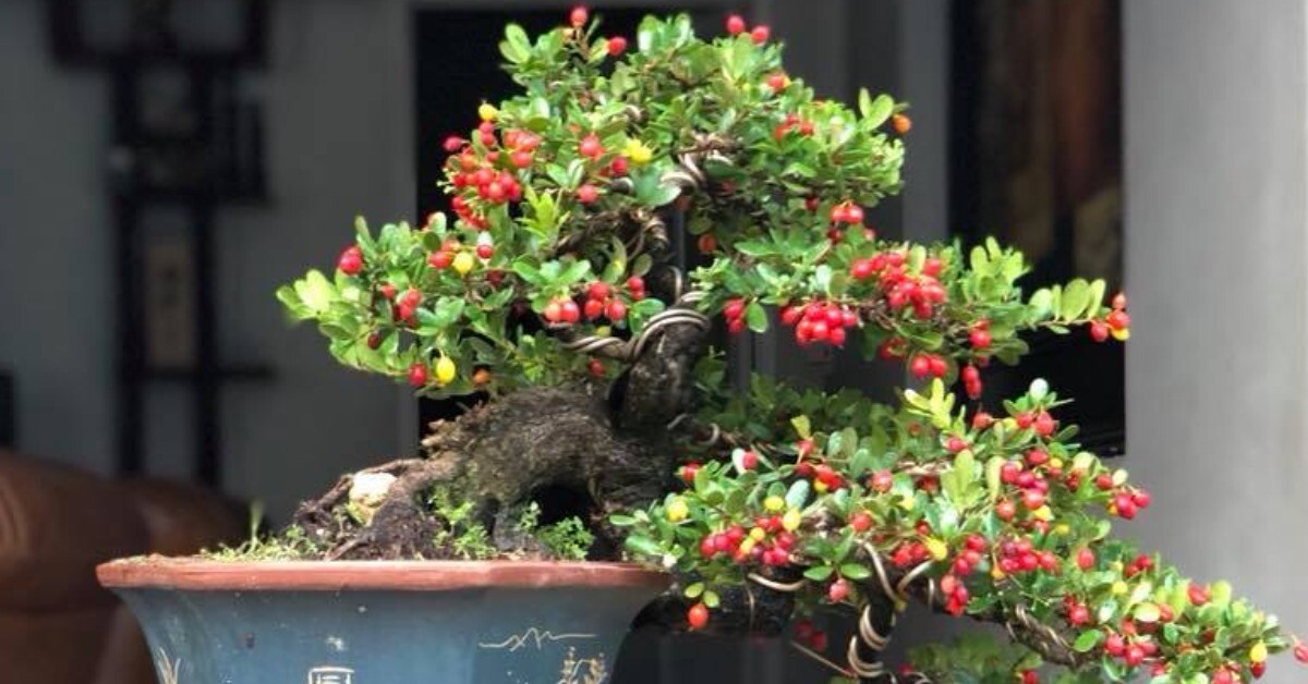 Cây dại này được ví như "hòn ngọc Viễn Đông", lên chậu thành bonsai tuyệt đẹp, có cây giá tiền tỷ