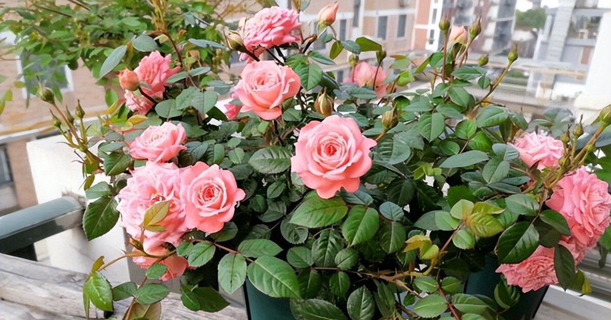 Hoa hồng rất thích “uống” thứ nước này, 15 ngày một lần, hoa nở liên tục không ngừng, bông to như cái bát