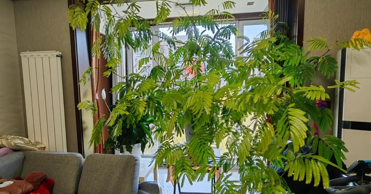Chỉ trồng một cây dại trong phòng khách, chàng trai khiến ai bước vào cũng tưởng lạc giữa resort 5 sao!