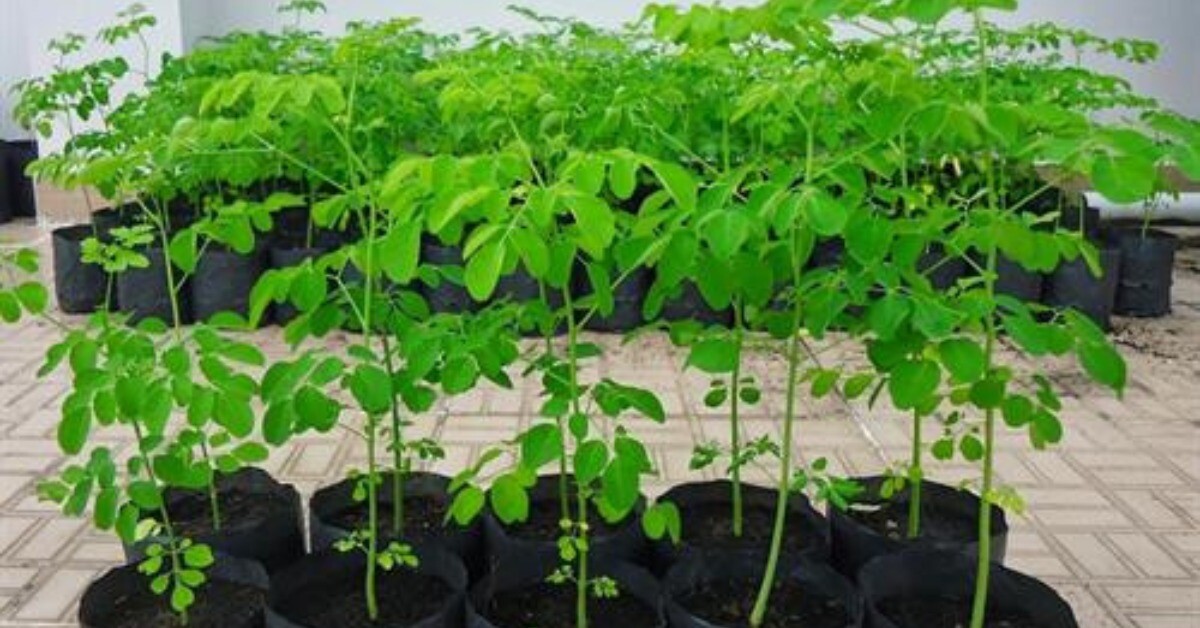 Loại rau cắm cành vào đất 2 tháng cho thu hoạch, trồng một lần ăn cả đời, canxi gấp 4 lần sữa, vitamin C gấp 7 lần cam