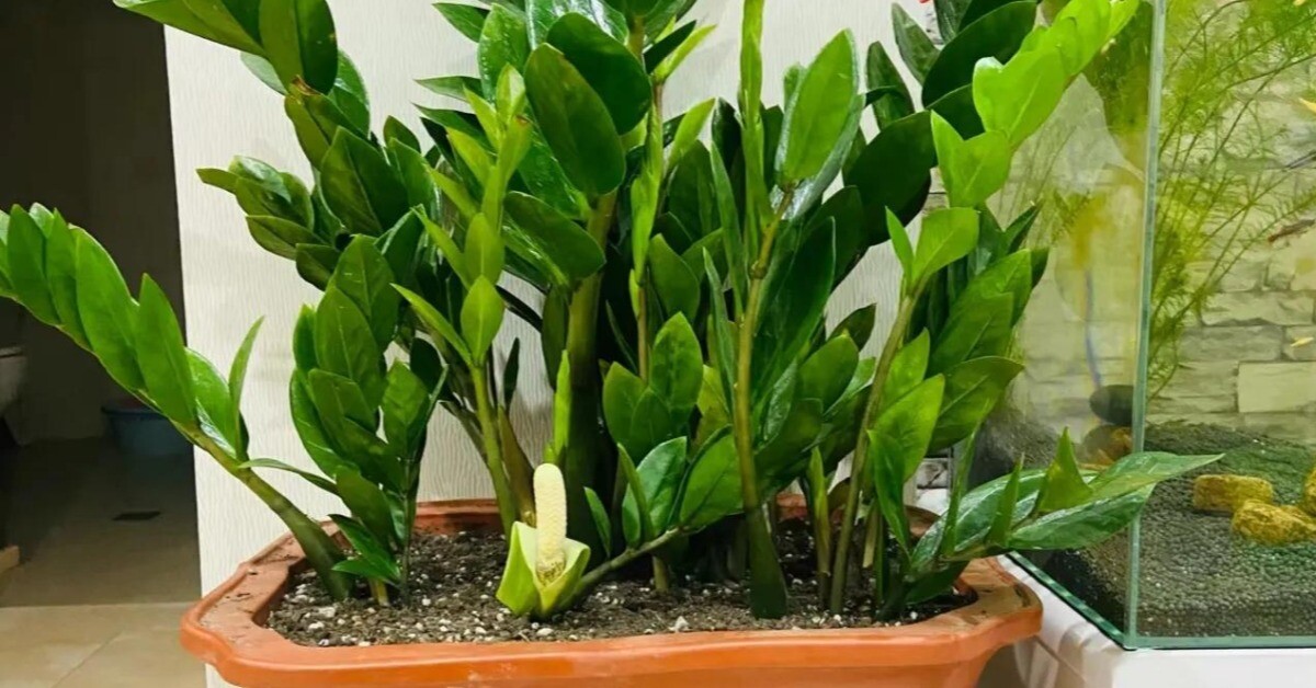 Tháng 8 làm đúng 5 việc này cây kim tiền sẽ ra hoa, chồi non mọc ầm ầm, gọi lộc tràn vào nhà