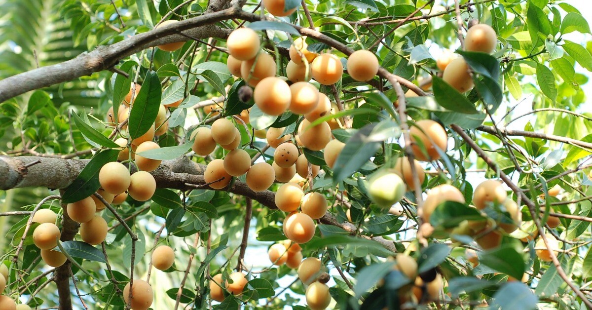 “Lộc trời” nấu canh chua ngon hơn sấu, giá 50.000 đồng/kg, trồng một cây cả họ ăn không hết lại đưa lộc vào nhà
