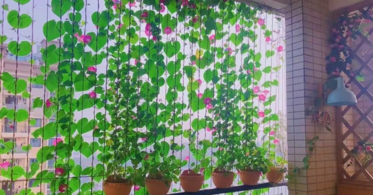 Chàng trai 10X trồng hoa dại, biến ban công thành “biển hoa rực rỡ”, chỉ cần ngẩng đầu là thấy mùa hè