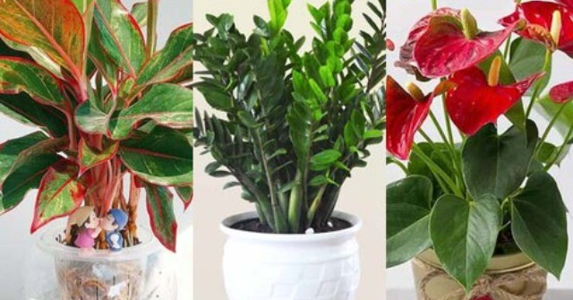 Cách chọn cây phong thủy để bàn theo từng mệnh giúp thăng tiến, may mắn và tài lộc