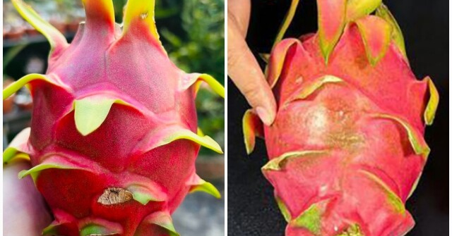 Mua thanh long chọn quả ngắn hay dài, người trồng chỉ rõ 3 điểm này đảm bảo 100 quả ngon như 1