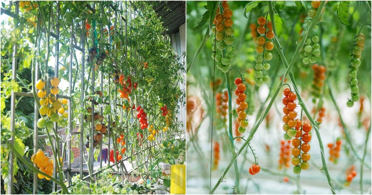 Chàng trai trồng cà chua trong cốc trà sữa ở ban công, quả sai trĩu cành, ai nhìn cũng mê