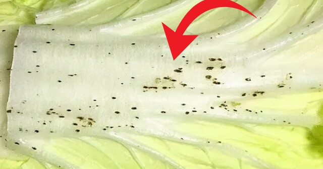 Những "đốm đen nhỏ" trên cải thảo là gì? Có ăn được không? Các chuyên gia Nhật Bản "vào cuộc" giải thích