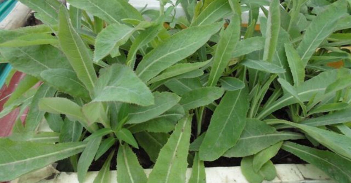 Rau dại được mệnh danh là “vua thải độc”, nay là đặc sản giá 160.000 đồng/kg, trồng một lần thu hoạch quanh năm