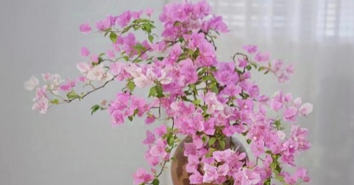 Tháng 6 hãy nhanh tay làm một việc với hoa giấy, càng “tàn nhẫn” cây càng nở hoa rực rỡ