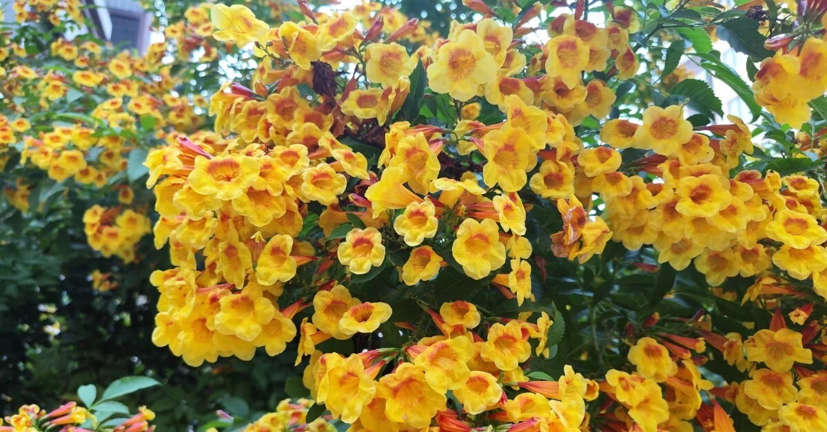 Loài hoa đẹp chẳng kém gì hoa giấy, nở quanh năm cả trăm bông một lúc, mang tài lộc và may mắn vào nhà