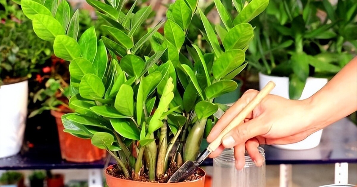 Tháng 5 cho cây kim tiền thưởng thức “món ăn vặt” này, lá mới mọc liên tục, cả chậu đầy "chuỗi tiền"