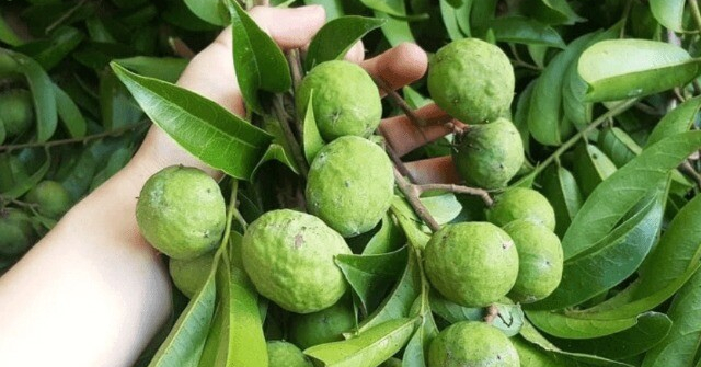 Mua sấu thấy vỏ có dấu hiện này mua ngay, đích thị là quả dày thịt hạt nhỏ đem ngâm nước cực ngon
