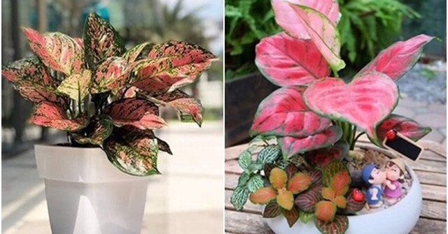 Cây cảnh phong thủy phòng lãnh đạo mệnh Hỏa giúp đem đến vận may, điềm lành trong cuộc sống
