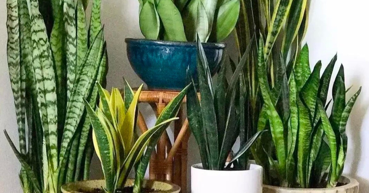 Ngày càng nhiều người từ bỏ cây lưỡi hổ, 4 điểm trừ lớn khiến loại cây “quốc dân” này mất điểm