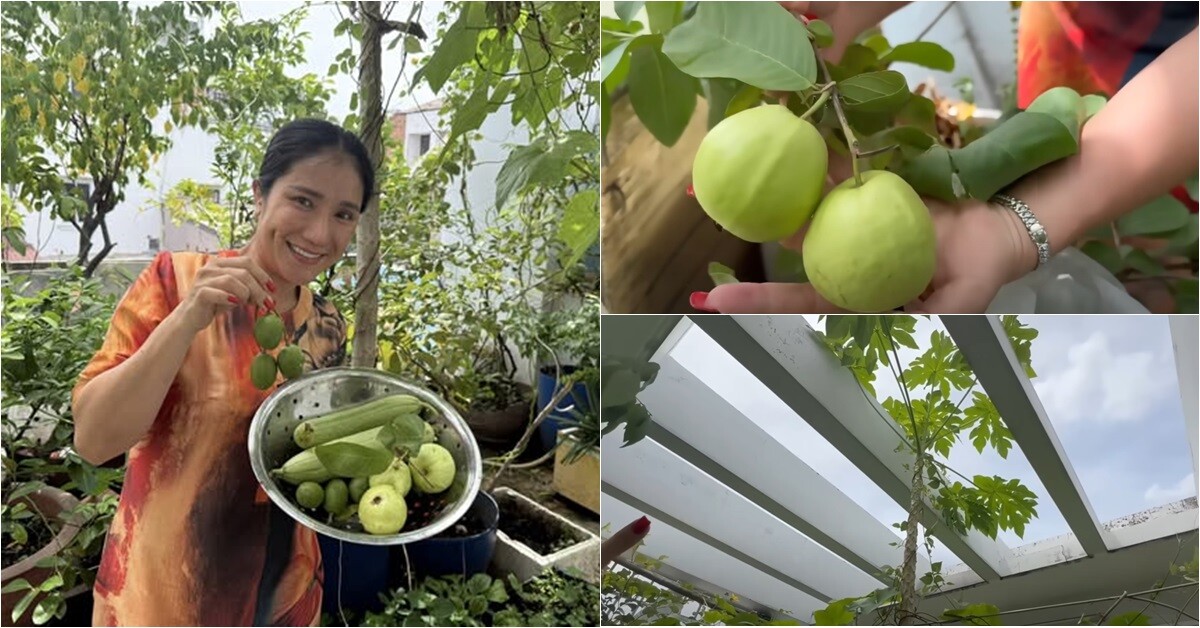 MC Cát Tường tạm biệt ngôi nhà đã ở 8 năm, thu hoạch lần cuối ở khu vườn xanh mướt trước khi dọn đi