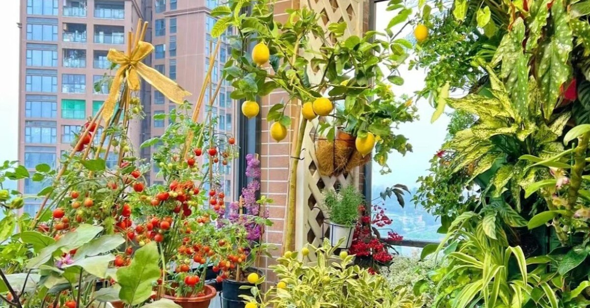 Loại quả tốt nhất thế giới trồng 2 tháng cho thu hoạch, là “khắc tinh” của mỡ máu và ung thư, trồng chậu làm cảnh cũng đẹp