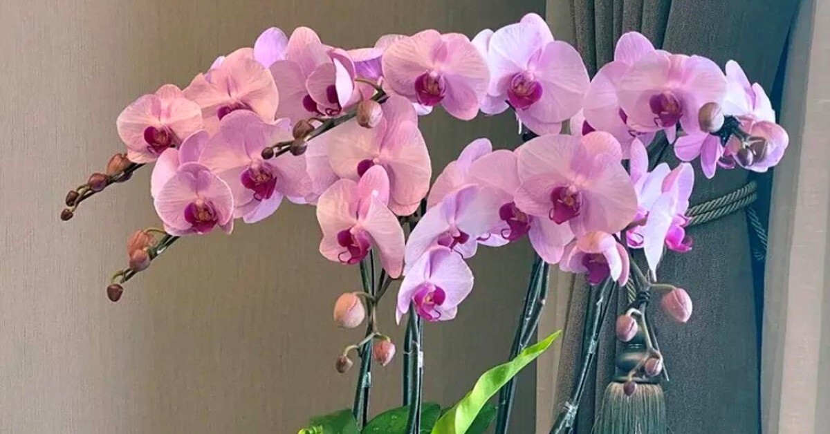Tại sao ngày càng nhiều người đưa lan hồ điệp vào danh sách đen? Đây là 5 lý do