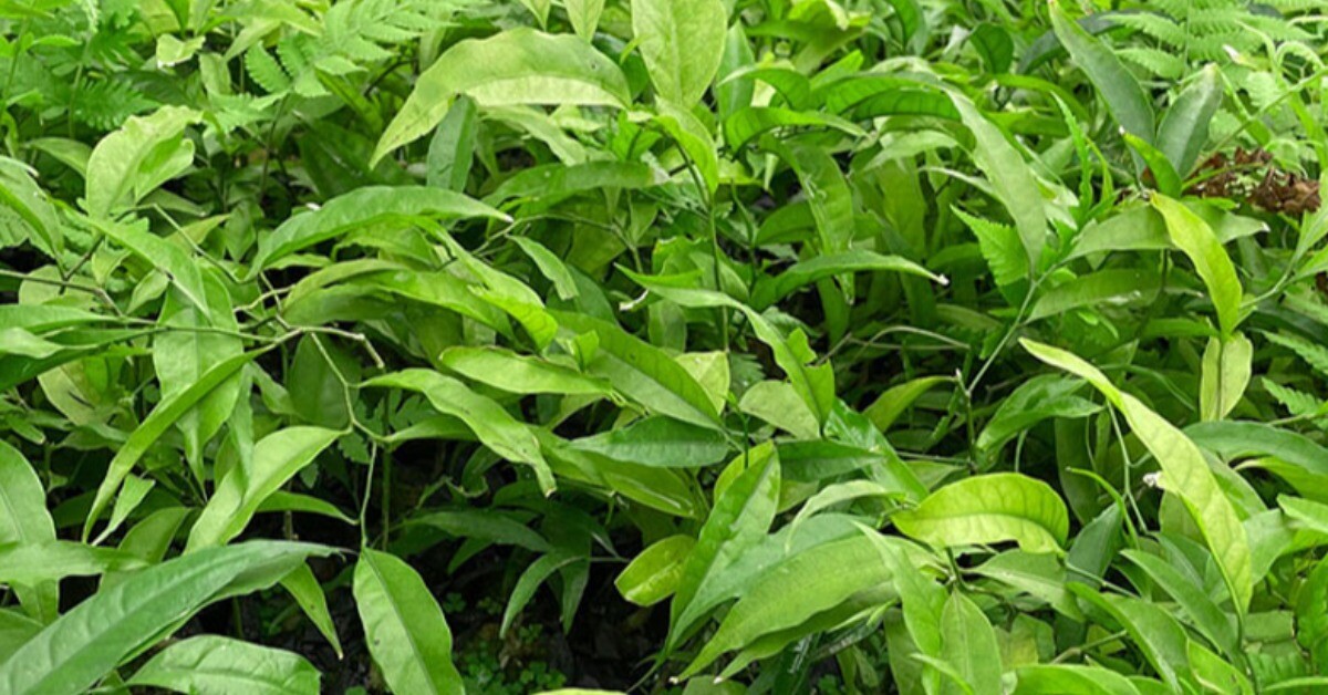 Cây dại mọc bờ bụi xưa không ai ăn, nay thành đặc sản giá 200.000 đồng/kg, trồng một lần thu hoạch được nhiều năm