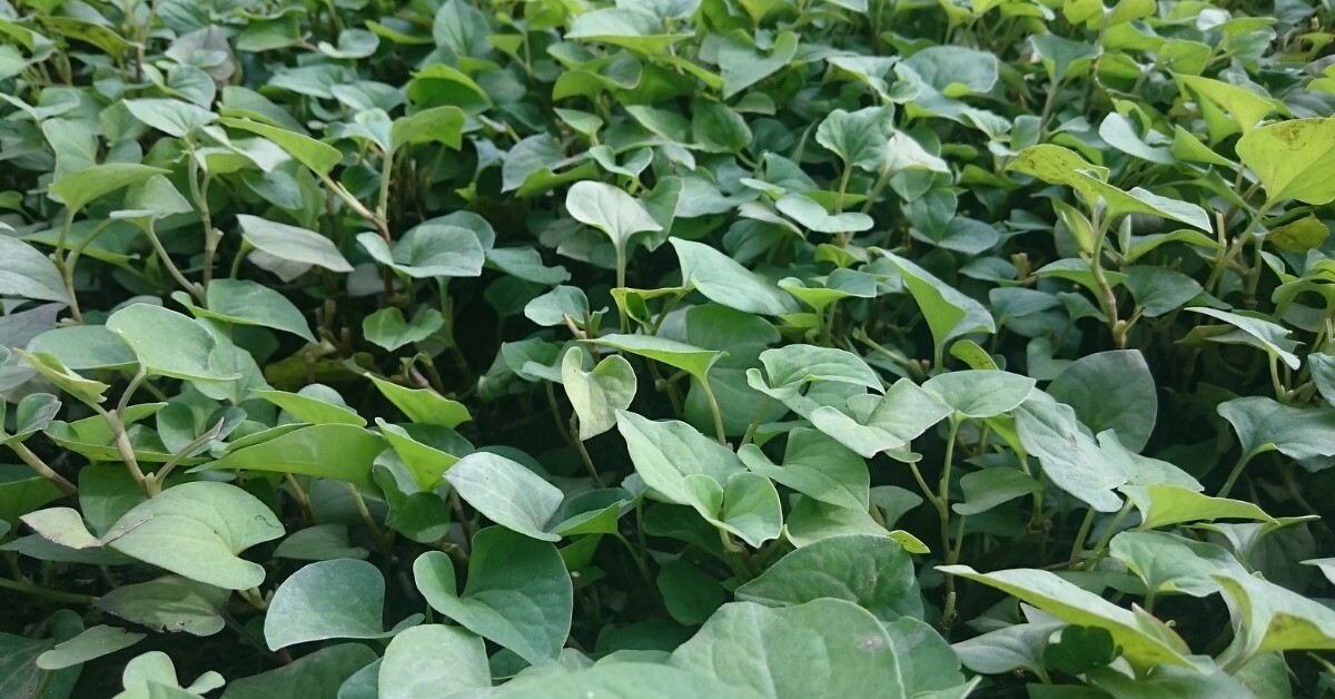 Rau dại mọc bờ mương được ví là “kháng sinh tự nhiên”, 5.000 đồng được mớ to, lấy cành già cắm vào đất là sống