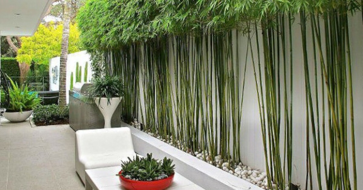 Tháng cô hồn sắp đến, 3 loại cây “gác cổng” trồng trước cửa nhà giúp gia chủ cản vận xui, hút phúc khí