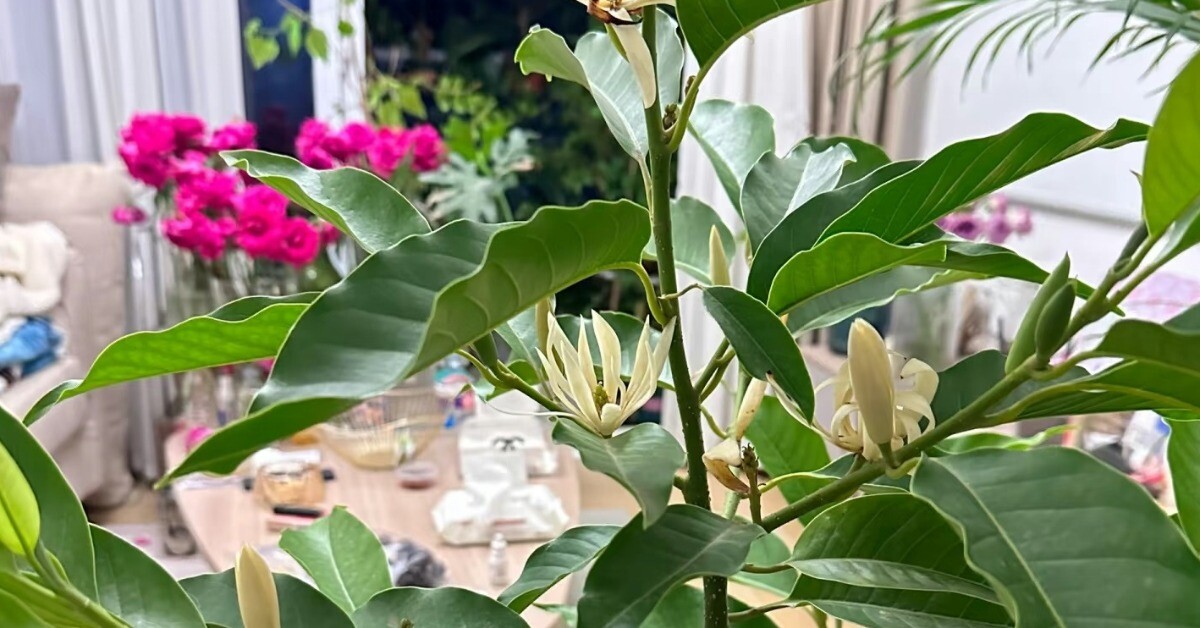"Vua hương thơm" nở từ xuân sang thu, trồng một chậu ở ban công thơm ngát cả nhà, chiêu tài cực mạnh