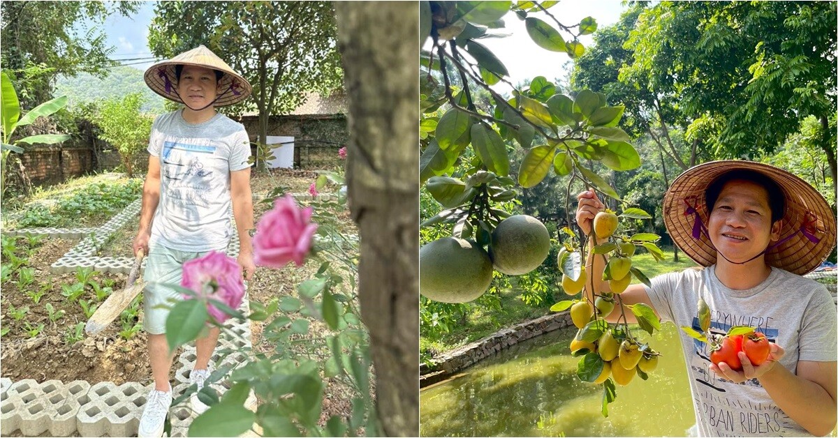 Khu vườn của Trọng Tấn ở quê nhà Thanh Hóa: Bưởi - hồng sai lúc lỉu, có loại rau làm nhiều người nhớ quê