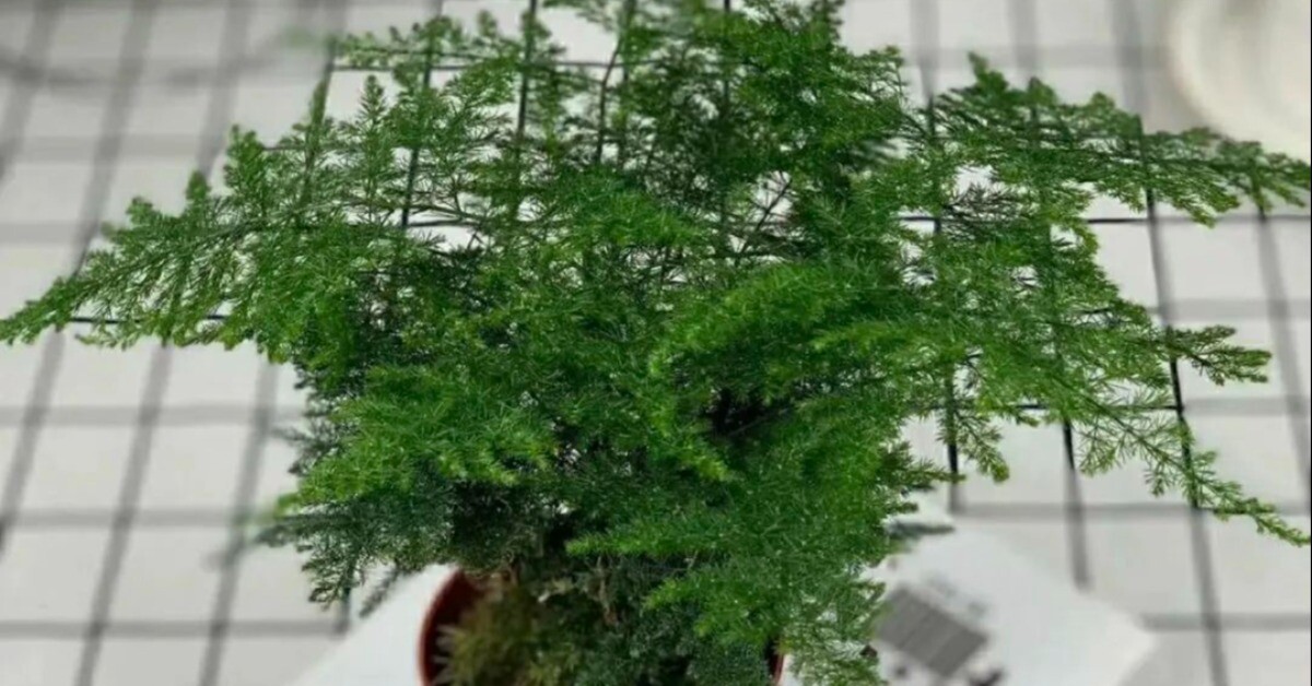 5 cây thầy thuốc thích, thầy phong thủy cũng “ưng bụng”, trồng trong nhà vừa khỏe người vừa lắm phúc lộc
