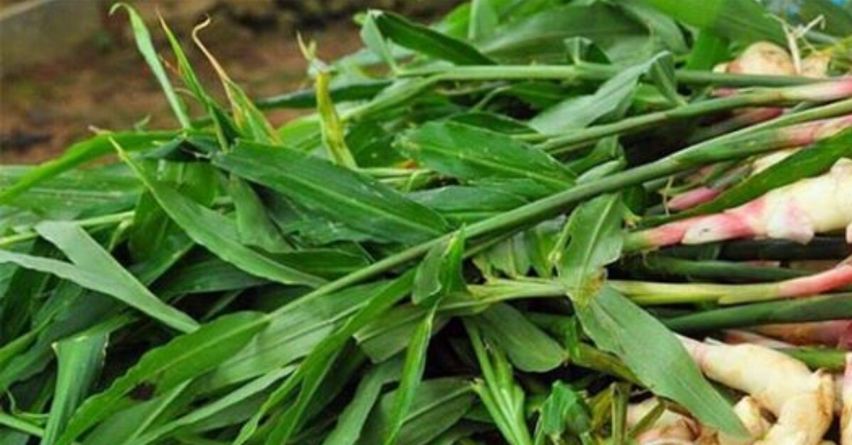 Củ này mệnh danh là “vua bổ gan”, lá kho cá cực ngon, trồng ở ban công sẽ xua đuổi vận xui, mang lại may mắn