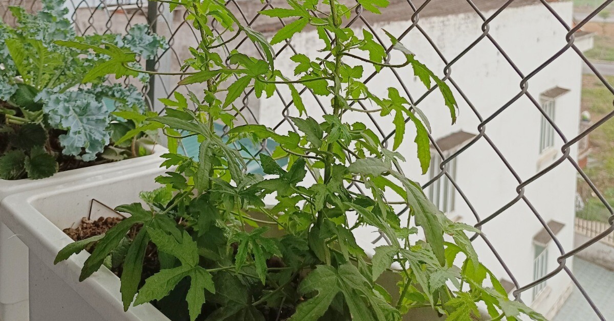 Loại rau mọc hoang nay thành đặc sản, vừa ăn vừa làm thuốc, trồng siêu dễ, hạt chạm đất là đâm chồi