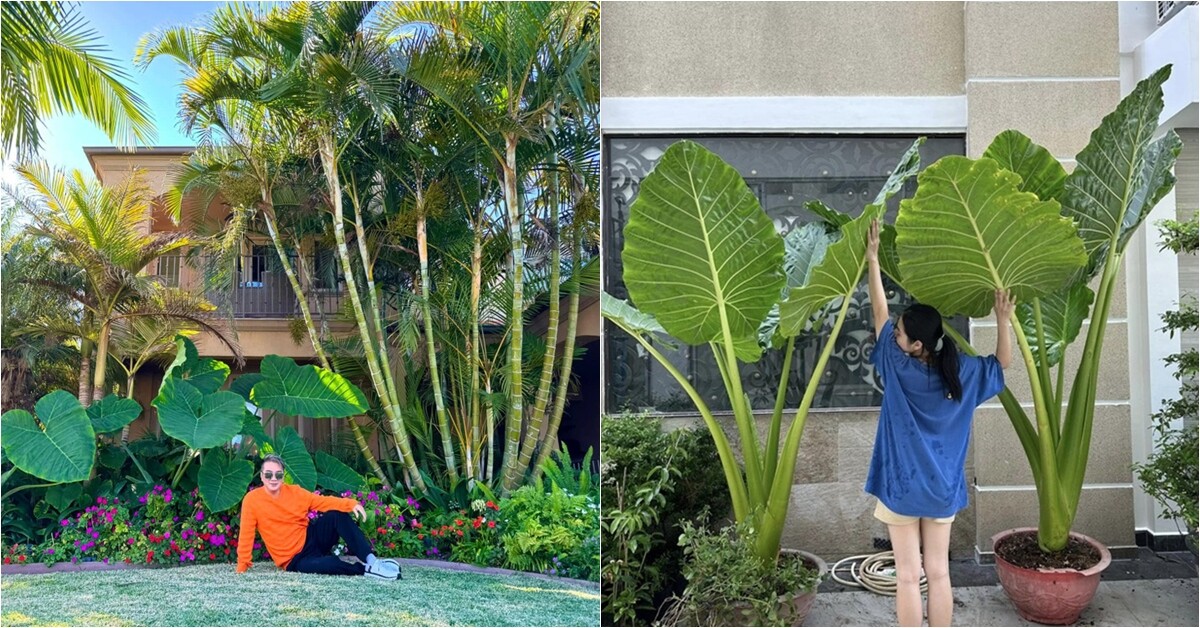 Cây cảnh nghe tên mà rùng mình nhưng Đàm Vĩnh Hưng và Vân Trang đều mê vì vừa sang vừa đón lộc