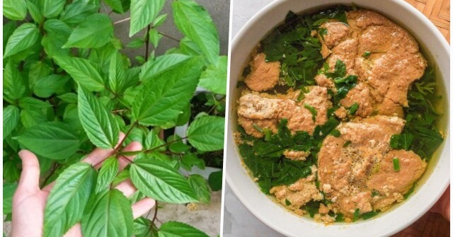 Cây rẻ tiền nấu lên nhớt nhớt nhưng bổ ngang nhân sâm, tiếc là ít người biết ăn nó