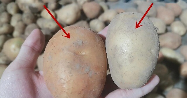 Mua khoai tây đừng chỉ dựa vào kích thước, hãy phân biệt “khoai bở và khoai giòn”, chọn đúng loại, món ăn mới chuẩn vị thơm ngon