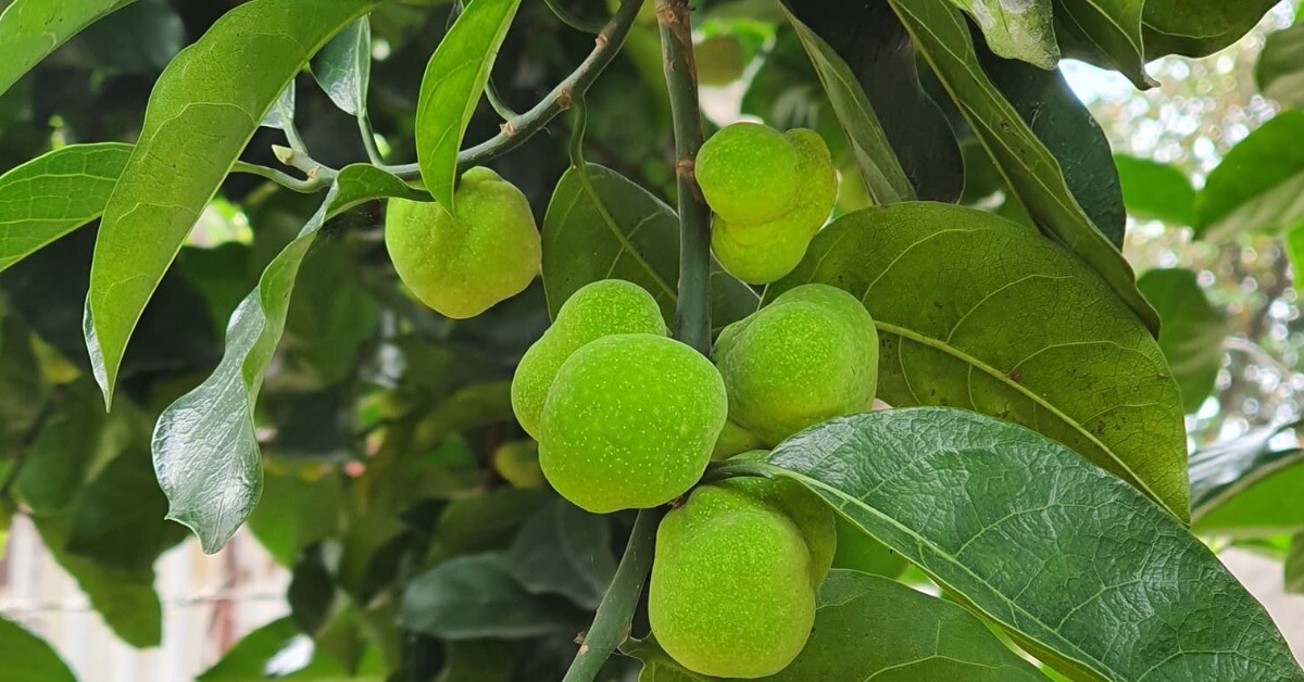 “Lộc trời” nấu canh chua ngon tuyệt đỉnh, giúp hút sạch mỡ máu, trồng một cây trước nhà vừa lấy bóng mát vừa rước lộc