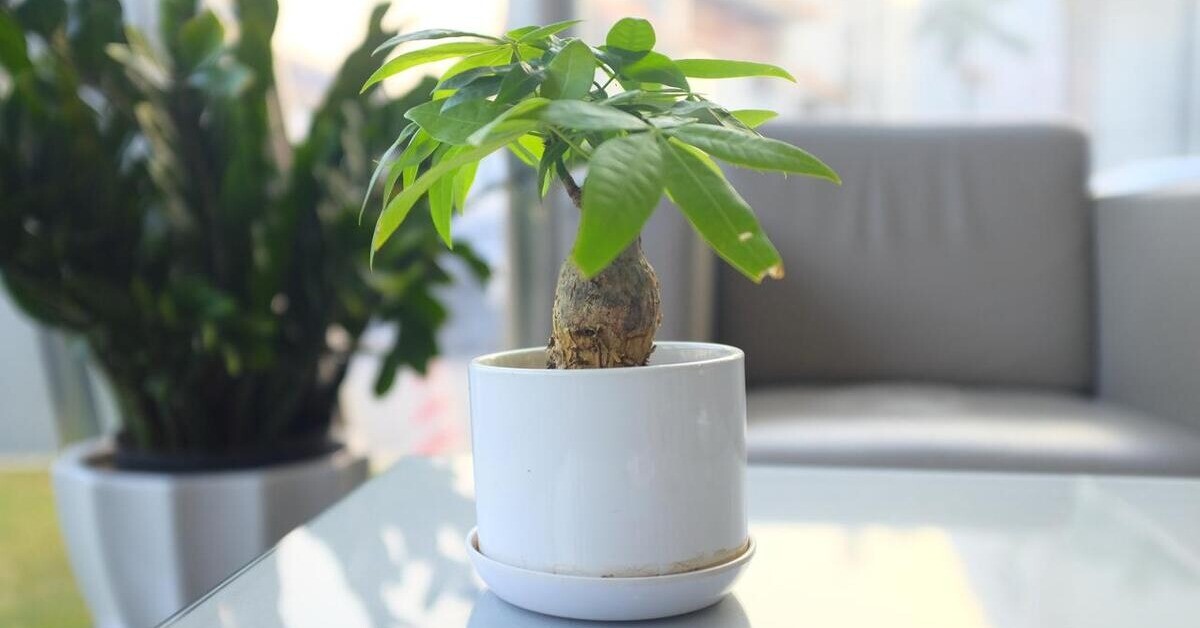 Ngày càng nhiều người đưa cây kim ngân vào "danh sách đen", đây là 5 lý do bạn nên biết