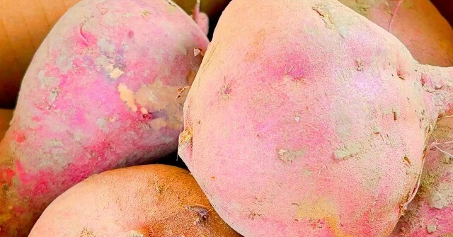 Khoai lang mua về cho ngay vào đây, để được nửa năm vẫn tươi lại càng ngon ngọt, không mọc mầm, rất hợp những ai ở chung cư