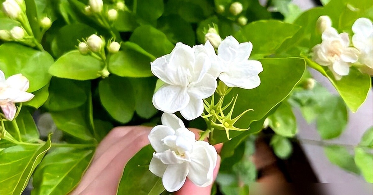 Tại sao ngày càng nhiều người đưa hoa nhài vào “danh sách đen” dù nó vừa đẹp vừa thơm? Hóa ra vì 5 lý do này