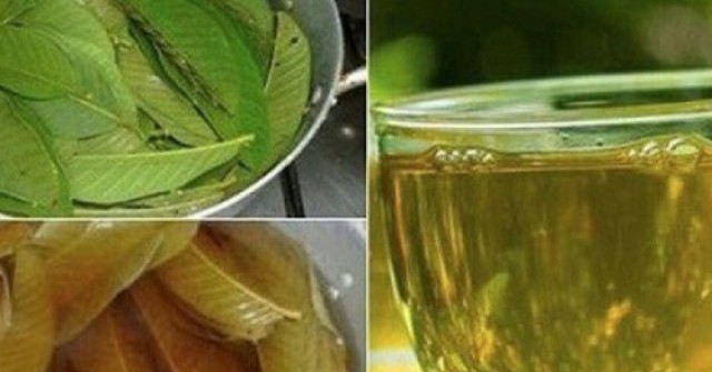 Uống nước lá ổi theo cách này cực tốt cho sức khỏe, không phải ai cũng biết