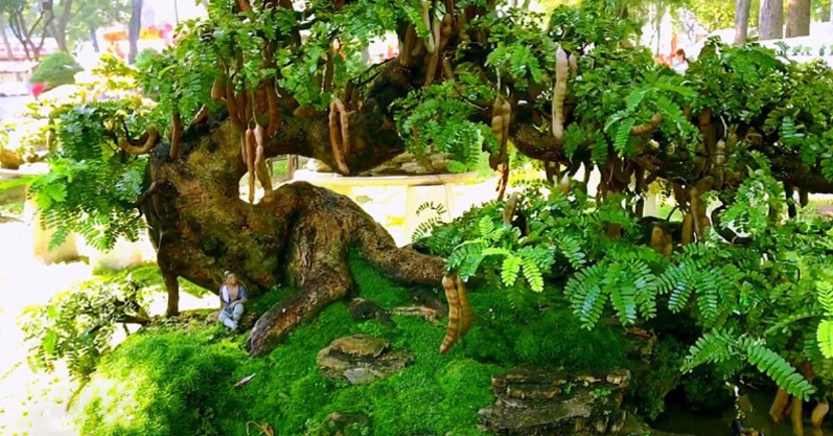 “Lộc trời” nấu canh chua tuyệt ngon, toàn thân đều làm thuốc được, trồng trong chậu giúp hút lộc vào nhà