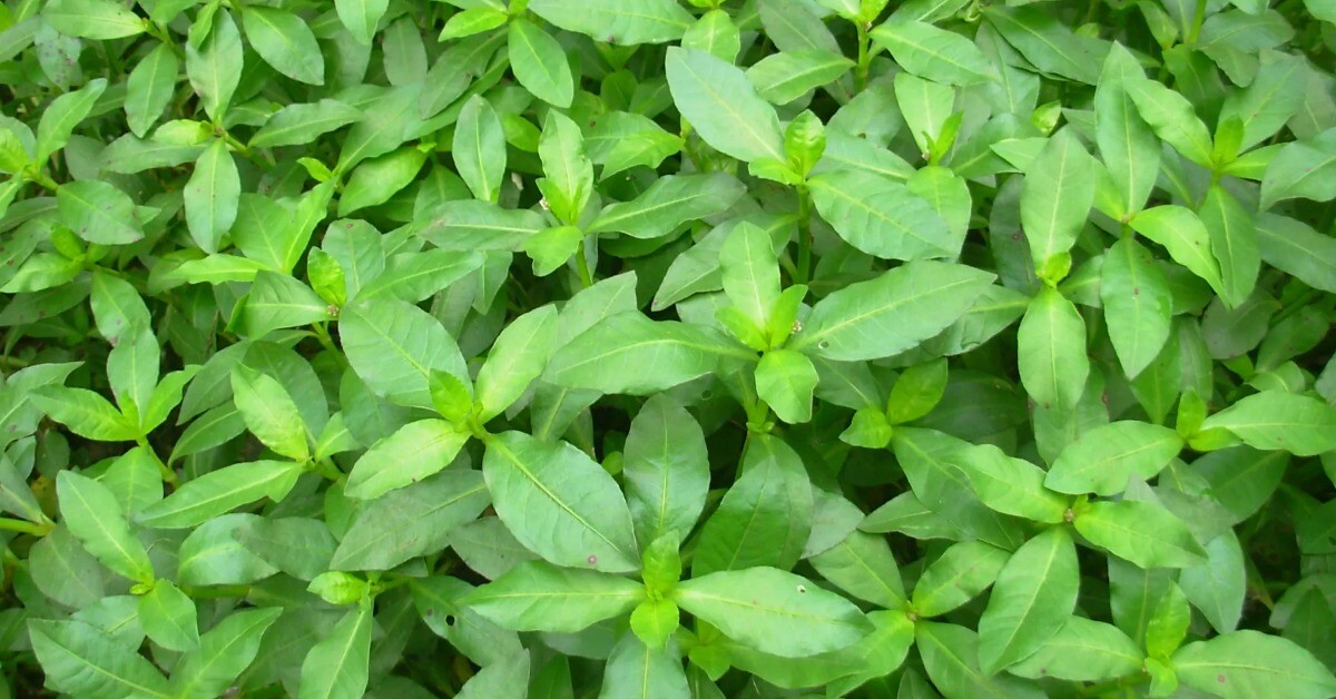 Rau dại mọc bờ bụi nay thành đặc sản, giá 70.000 đồng/kg, trồng siêu dễ, gieo hạt một lần thu hái nhiều năm