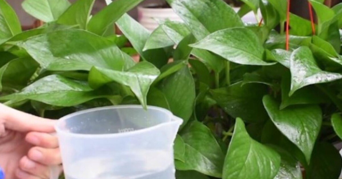 Đừng chỉ tưới nước lã cho cây trầu bà nữa! Thêm thứ này vào nước lá vừa xanh đậm vừa bóng mượt, ra cành mới ầm ầm