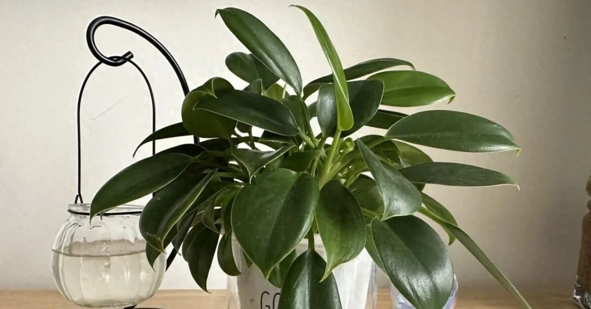10 chậu xương rồng không bằng 1 chậu cây này, được mệnh danh là “vua trừ tà”, trồng trồng nhà giúp gia đình bình an