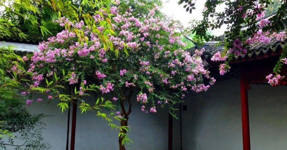 5 cây càng trồng càng có lộc, Thần Tài ghé thường xuyên, chặt đi tiền tài tiêu tán