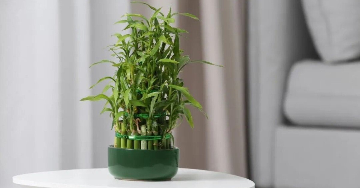 Ngày càng nhiều người cho cây trúc phát tài vào danh sách đen, hóa ra vì 4 lý do này
